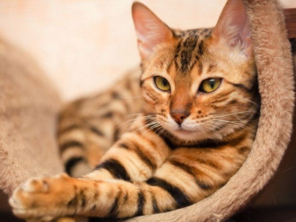Diarree kat