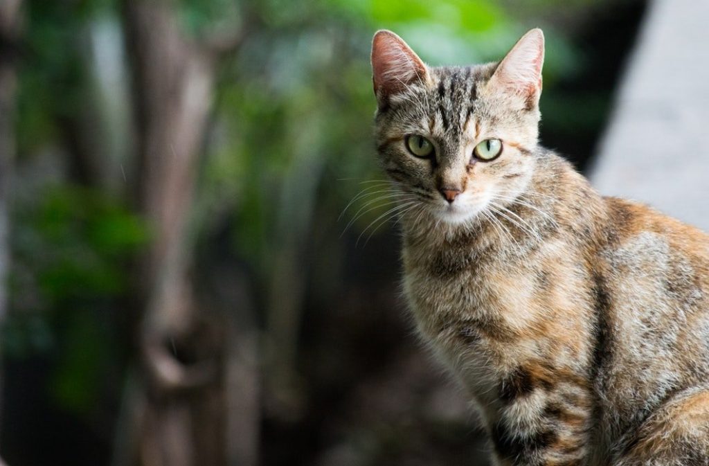 Gewrichtsproblemen katten