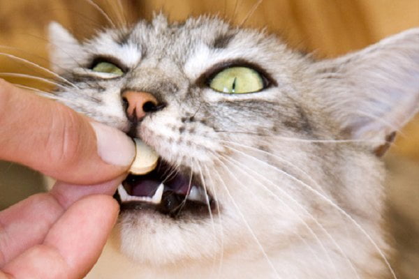 Hoe geef ik mijn kat een pil?