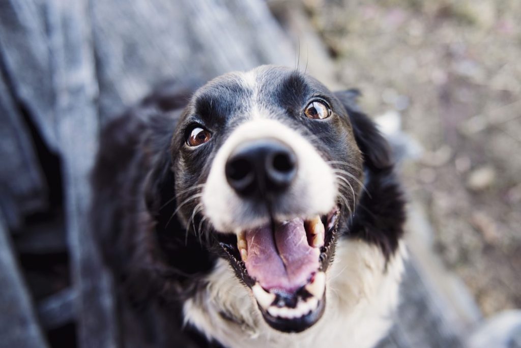 Hond stinkt uit de bek