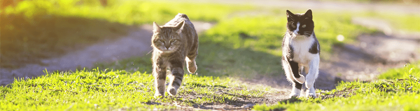 Kattenvoer