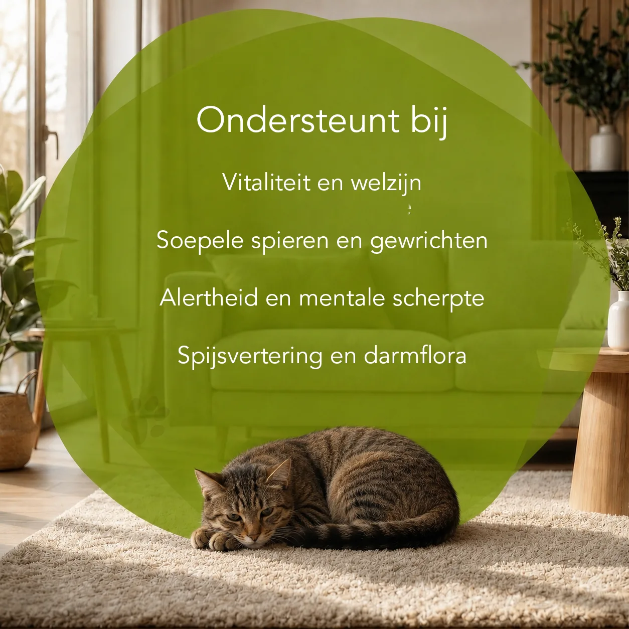 Organimal Senior - Katten - Afbeelding 3
