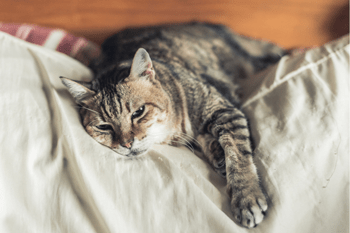 wat te doen bij een zieke kat organimal natuursupplementen