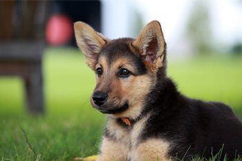 Diarree bij puppies