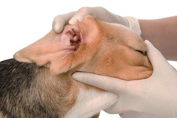 Oorontsteking hond