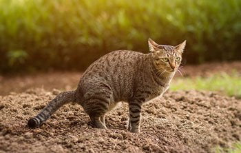 Bloed ontlasting kat | Wat te doen | Organimal Natuursupplementen