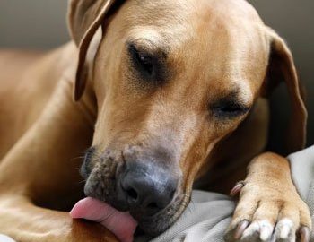 Giardia bij honden behandelen. behandeling van wormen in le Konijn diarree