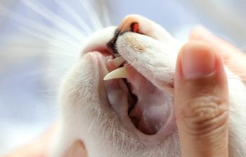 Ontstoken tandvlees kat (gingivitis)