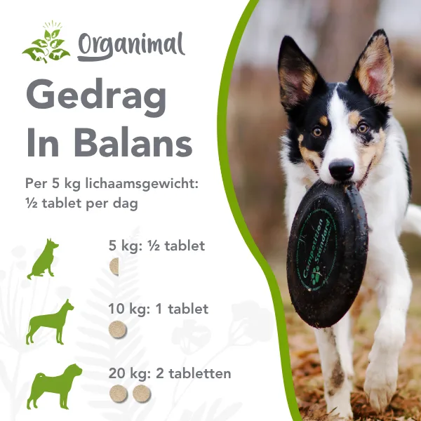 Gedrag In Balans - Honden - Afbeelding 2
