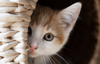 stuiten op ik lees een boek Vijfde Bange kat | Wat te doen? | Organimal Natuursupplementen