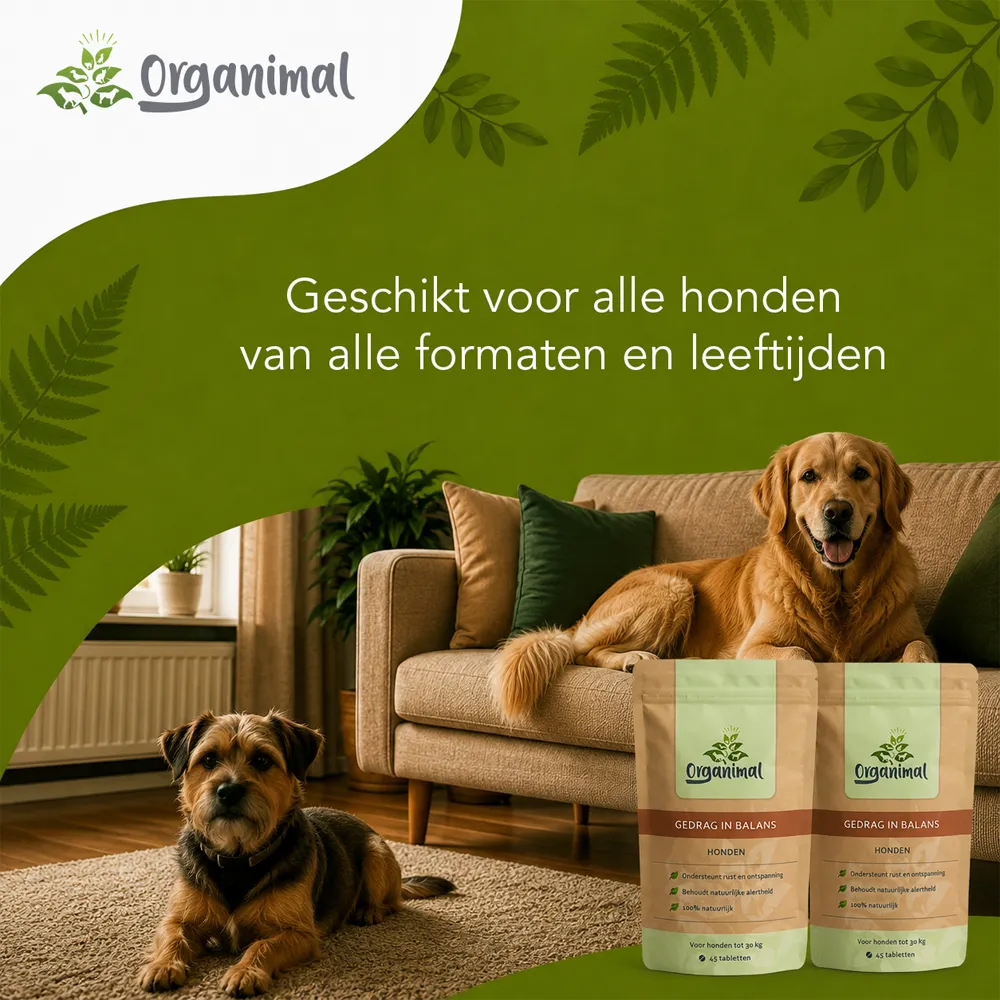 Gedrag In Balans - Honden - Afbeelding 7