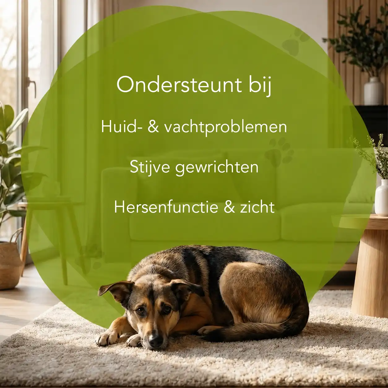 Organimal Zalmolie Plus - Honden - Afbeelding 2