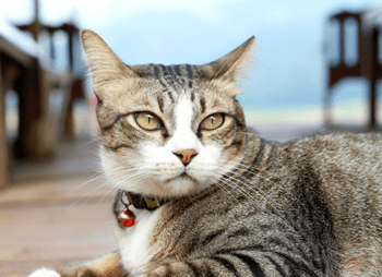 Blaasgruis kat