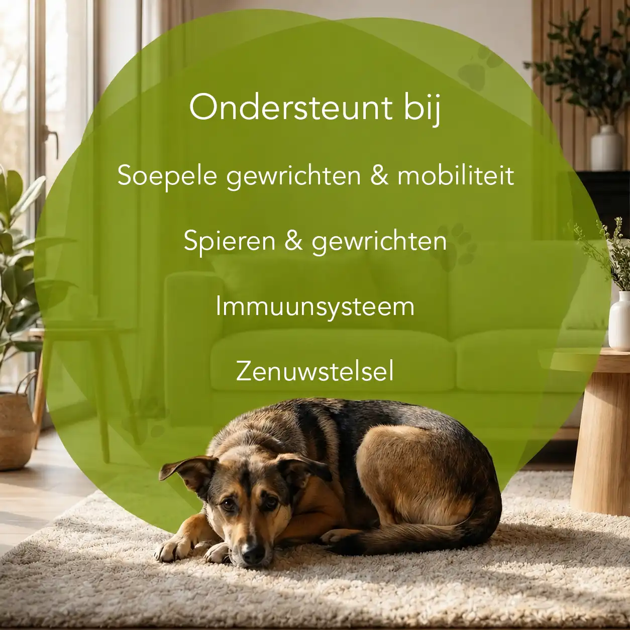 Organimal PEA - Hond - Afbeelding 2