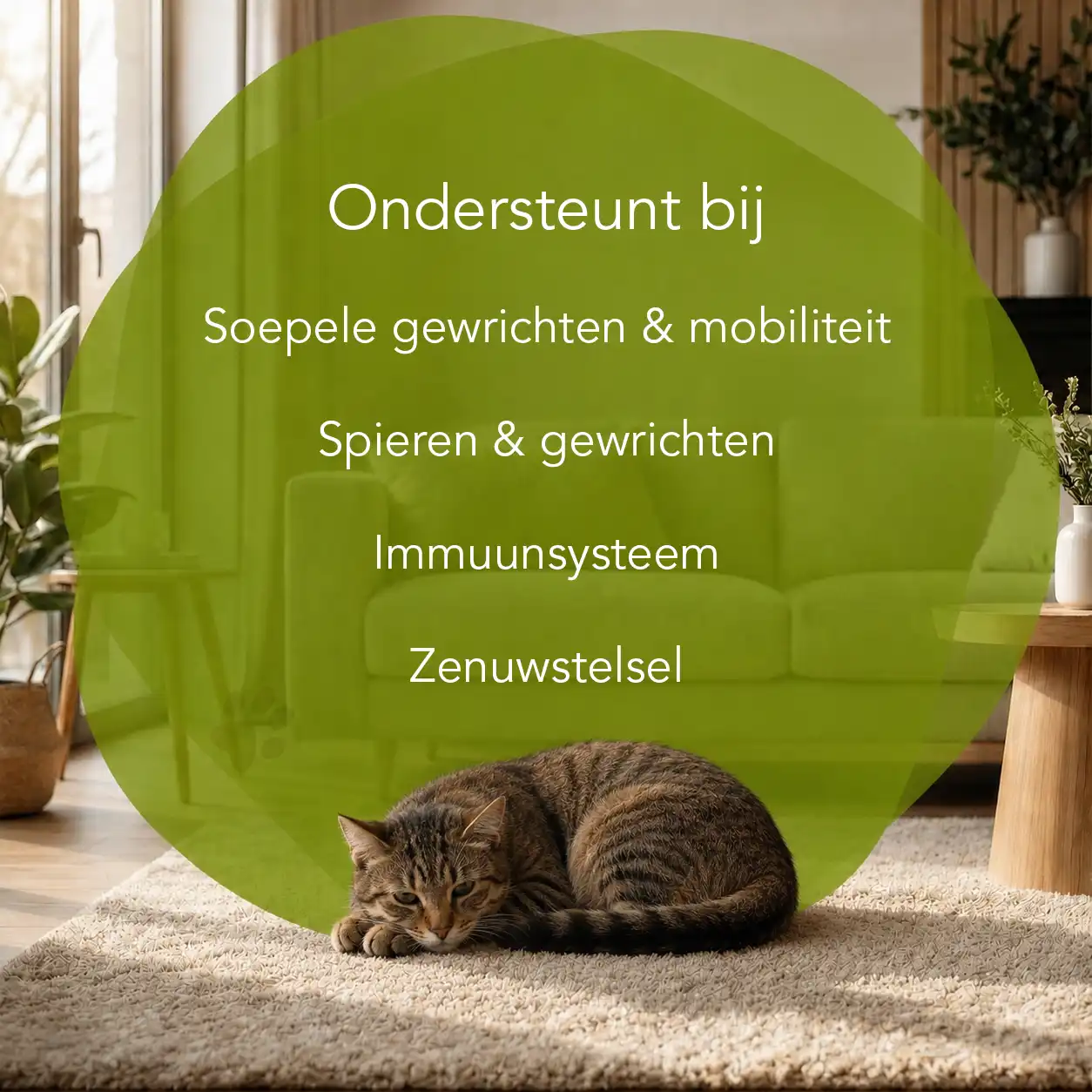 Organimal PEA - Kat - Afbeelding 2