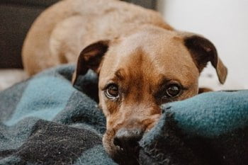 giardia bij honden behandelen Okozhat genitális szemölcsöket