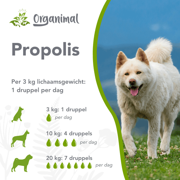 Organimal Propolis - Honden - Afbeelding 2