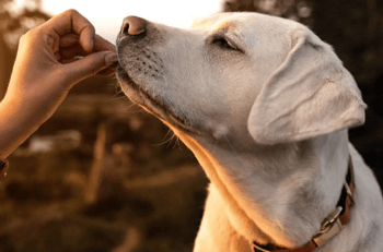 Biotine hond