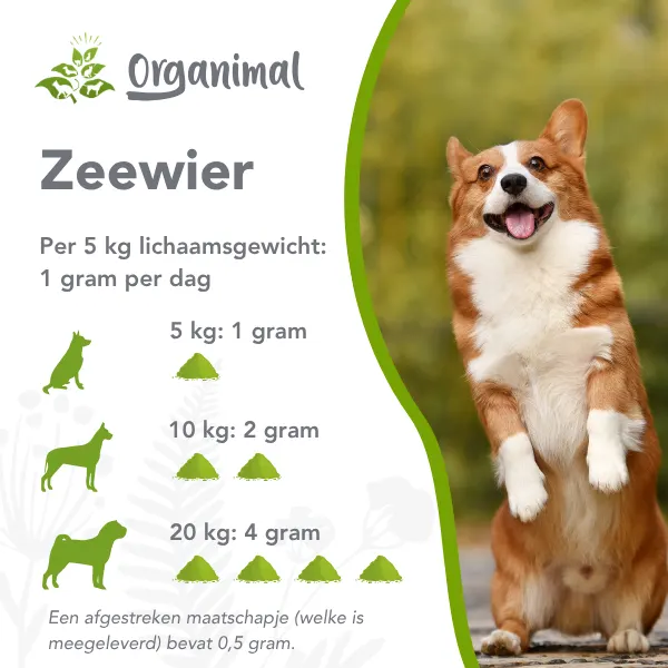 Organimal Zeewier - Honden - Afbeelding 4