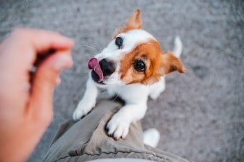 Voeding hond berekenen