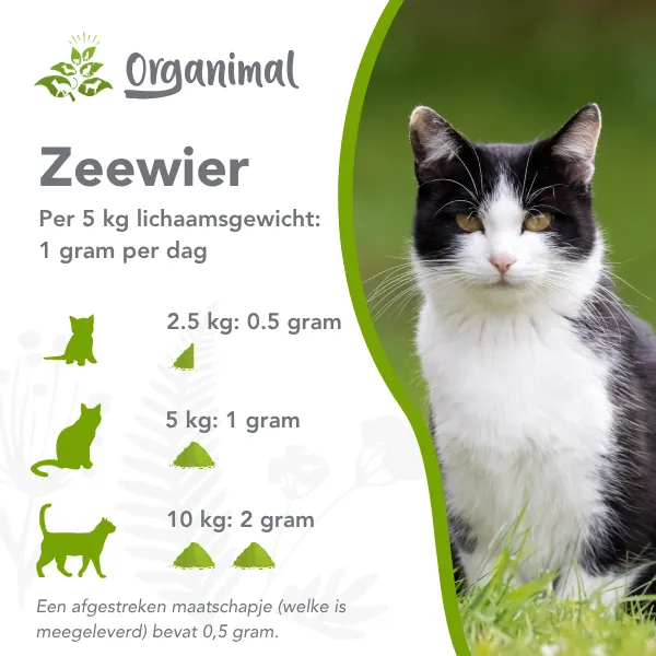 Organimal Zeewier - Katten - Afbeelding 4