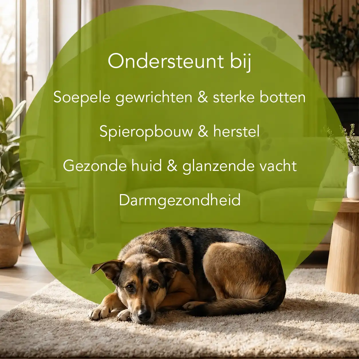 Organimal Collageen - Honden - Afbeelding 2