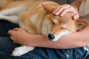 Oorsmeer hond