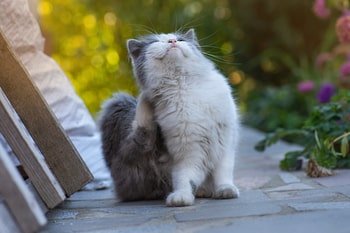 Vlooiendruppels kat | Hoe bestrijd vlooien? Organimal