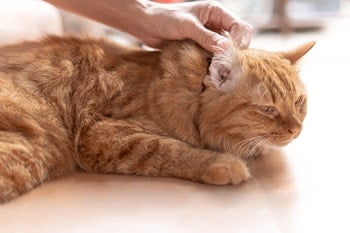 Oorsmeer kat