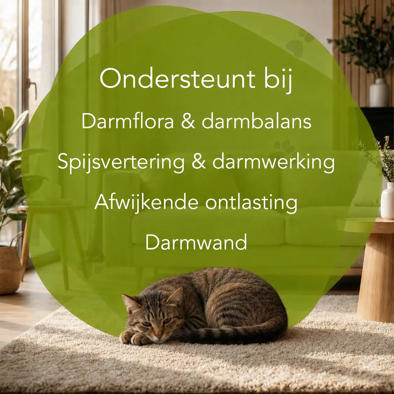 Organimal Darmpakket - Katten - Afbeelding 2