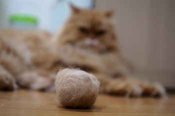 Haarbal kat