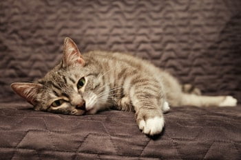 Kattenziekte