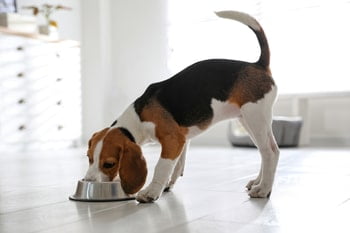 Konijnenoren hond