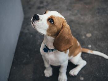 Ontstoken poten hond