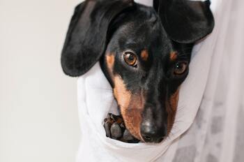 Oorpijn hond
