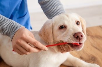 Tandenpoetsen hond