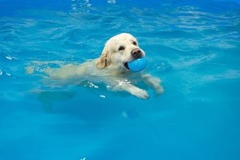 Hydrotherapie honden