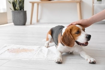 Puppy zindelijk maken