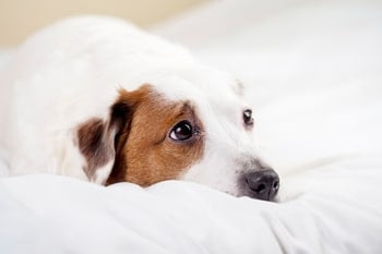 Voorhuidontsteking hond