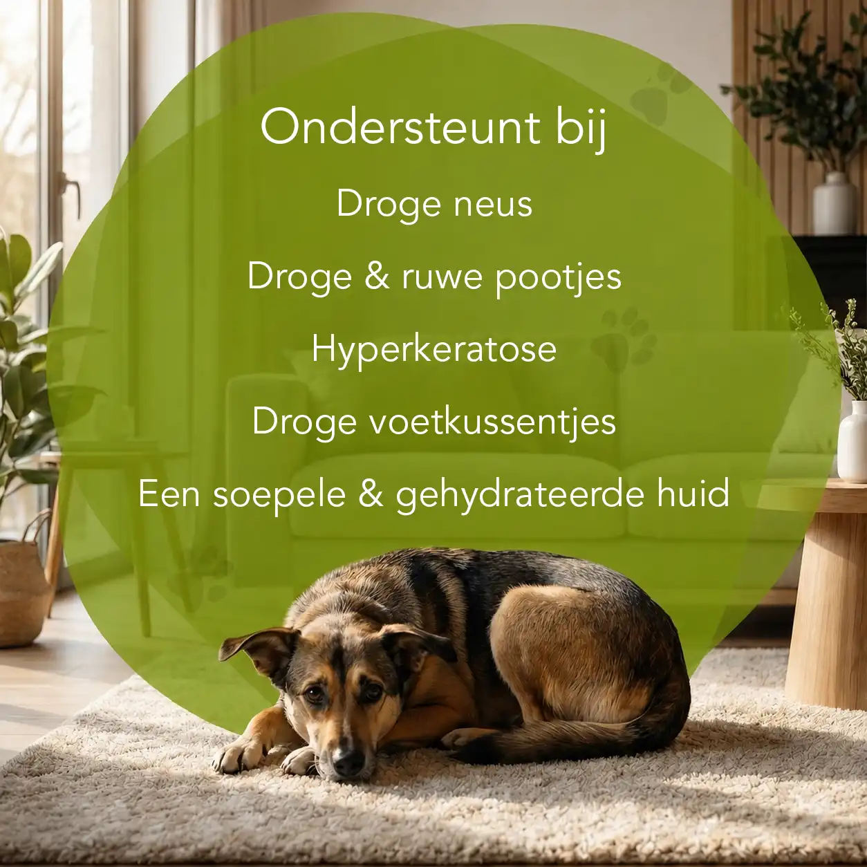 Organimal Neus & Pootjes Balsem - Hond - Afbeelding 2