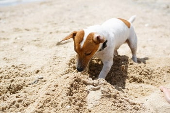 Droge neus hond