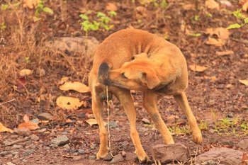Lintworm hond