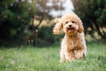 Magnesium hond