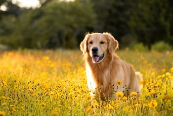 Giardia hond symptomen