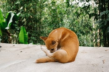 Diarree en overgeven