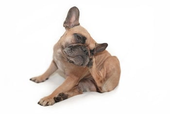 Mijt hond