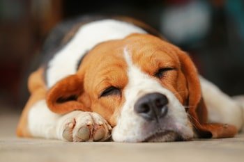 Pijnstilling artrose hond