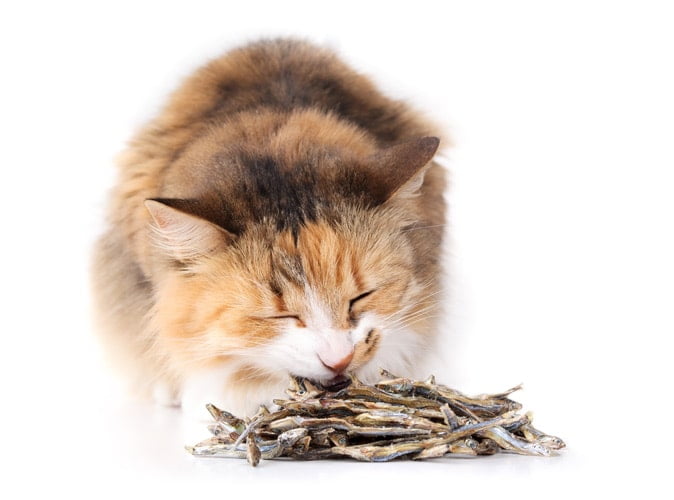 Organimal Kattensnacks