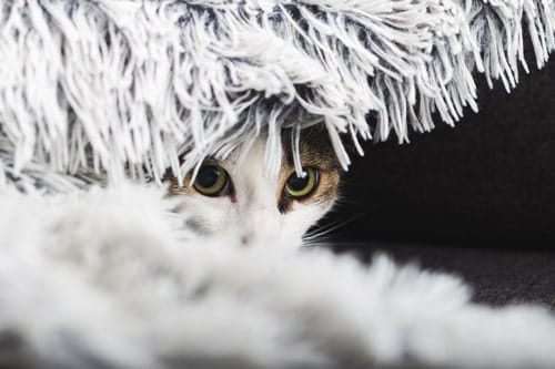 Wat kun je zelf doen bij neus-, oor- en oogproblemen?