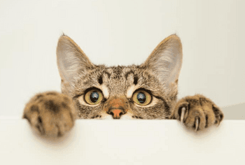 Groenlipmossel kat